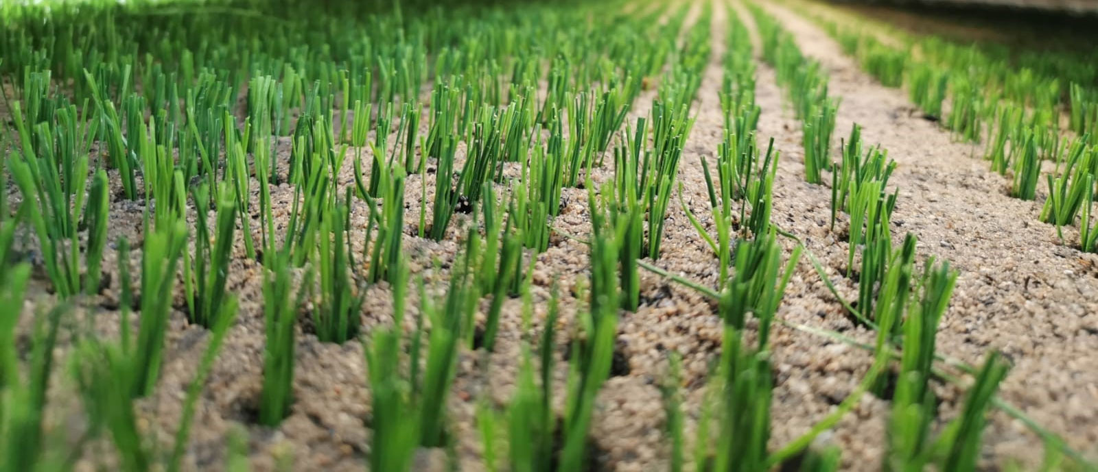 Hydrofields hybrid grass